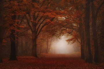 Forêt brumeuse rouge velours. sur Saskia Dingemans Awarded Photographer