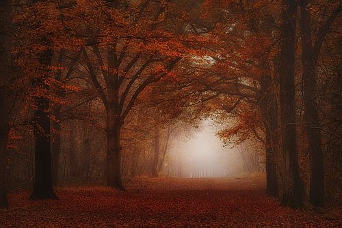 Foggy , Autumn forest . Award winning picture.