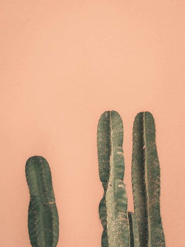 Cactussen voor een roze muur | fine art fotoprint