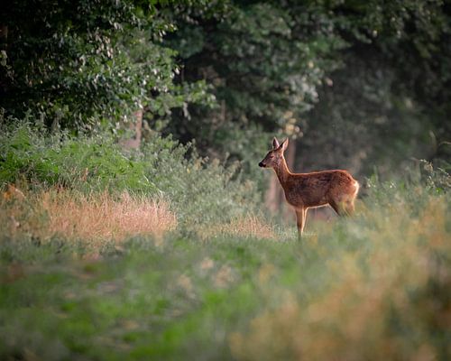 Ree bereit zum Einschlafen