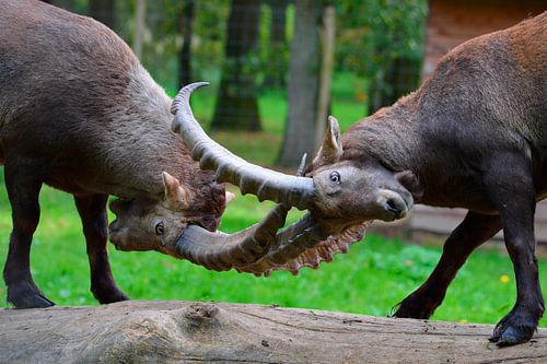 Des bouquetins aux cornes entrecroisées en plein combat, dans un moment de nature saisissant