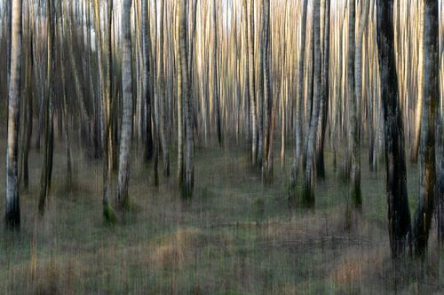Abstrakter Birkenwald. von Albert Beukhof