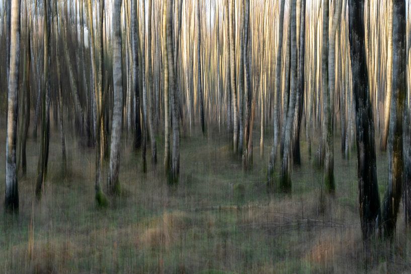Forêt de bouleaux abstraite. par Albert Beukhof