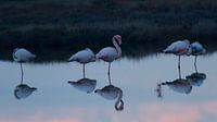 Weerspiegeling Flamingo's