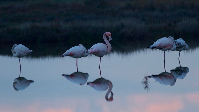 Weerspiegeling Flamingo's by Els Van den Kerckhove-Verhoeven