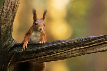 Squirrel by Ruben Van Dijk
