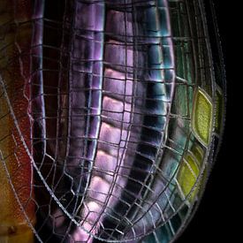 Macro of wings as stained glass by Marcel Keurhorst