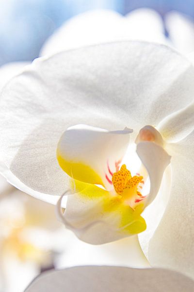 Orchid by Nynke Altenburg