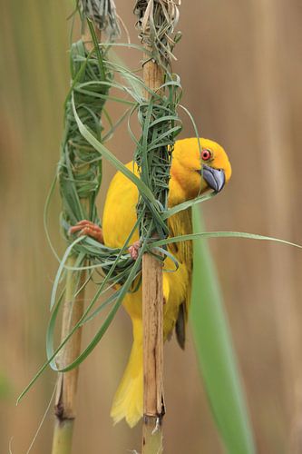 Weaver