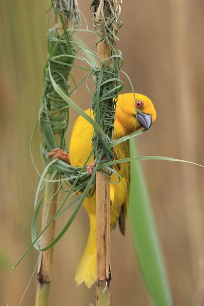 Weaver von Petervanderlecq