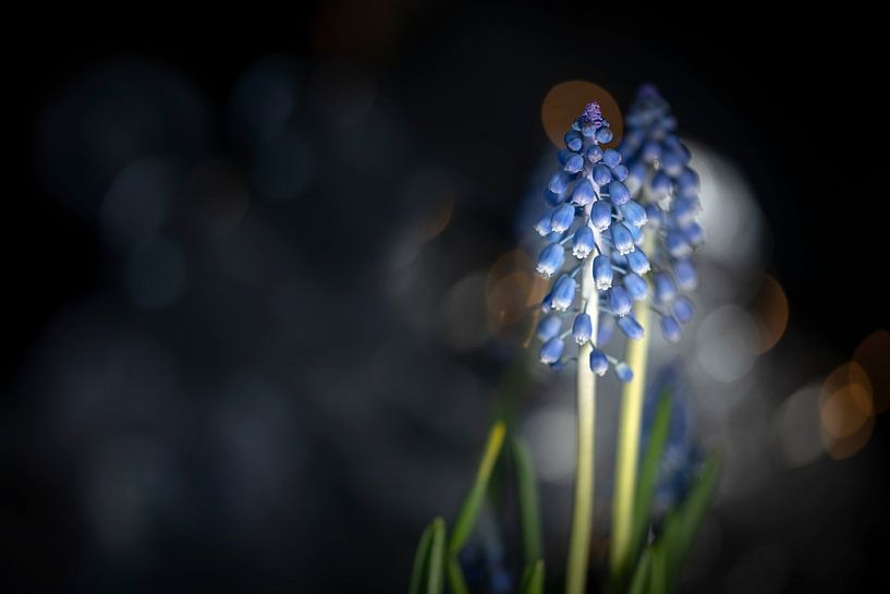Espoir et beauté par Foto A de Jong