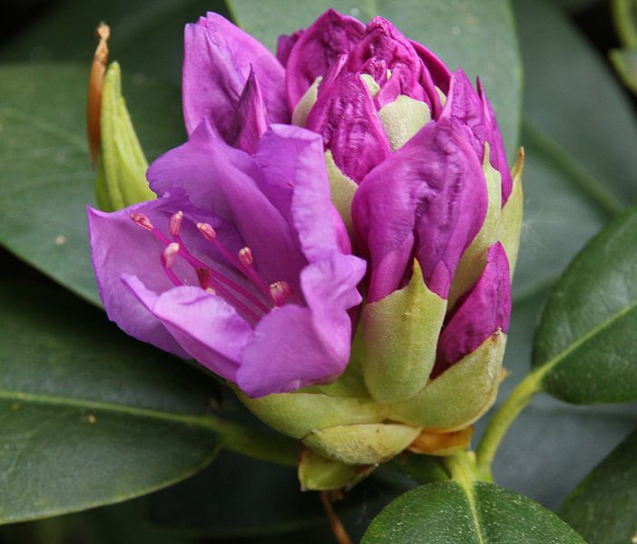 Paarse bloem von Henriëtte Kelderman-Makaaij