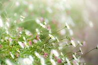 Gänseblümchenwiese in Nachbars Garten von Dorota Talady Miniaturansicht