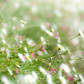 Madeliefje weide witte bloemen weiland van Dorota Talady