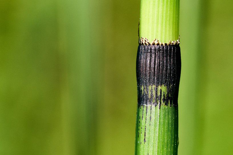 Japanische Höhlenpfeife, eine Sumpfpflanze ähnlich dem Bemboo von Gea van der Veen-Smedeman