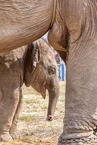 Jeune éléphant sous les pattes de la mère éléphant
