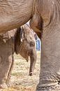 Jong olifant onder de poten van moeder olifant van Marcel Derweduwen thumbnail
