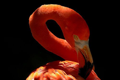 Flamingo in Curaçao - Award Winning Picture van Karel Frielink