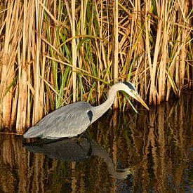 Heron bird stands in the ditch in front of the reed in the countryside nature. by Trinet Uzun