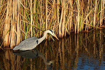 Heron bird stands in the ditch in front of the reed in the countryside nature. by Trinet Uzun