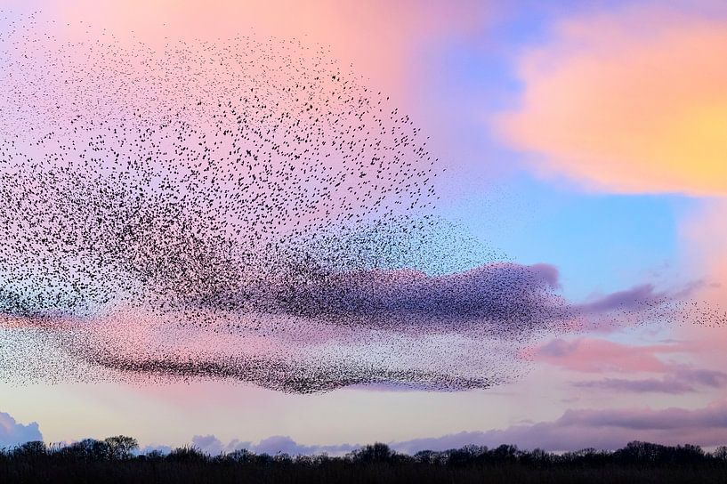 Spreeuwen tijdens zonsondergang aan het eind van de dag van Sjoerd van der Wal Fotografie