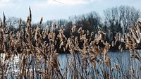 Winterstille: Lange braune Grashalme am Wasser, umgeben von der kalten, stillen Schönheit der Wintermonate