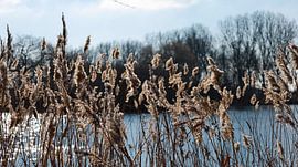 Winterstille: Lange braune Grashalme am Wasser, umgeben von der kalten, stillen Schönheit der Wintermonate von ByLulu
