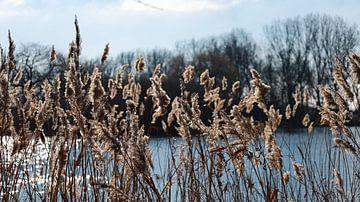 Winterstille: Lange braune Grashalme am Wasser, umgeben von der kalten, stillen Schönheit der Wintermonate