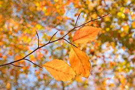 Autumn colours 1 by Jaap Tanis