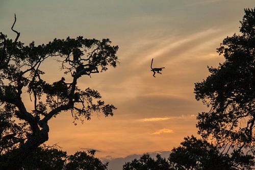 Aap springt van boom naar boom, bij zonsondergang 