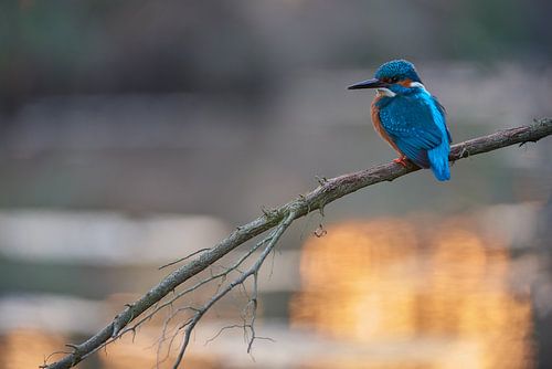 IJsvogel