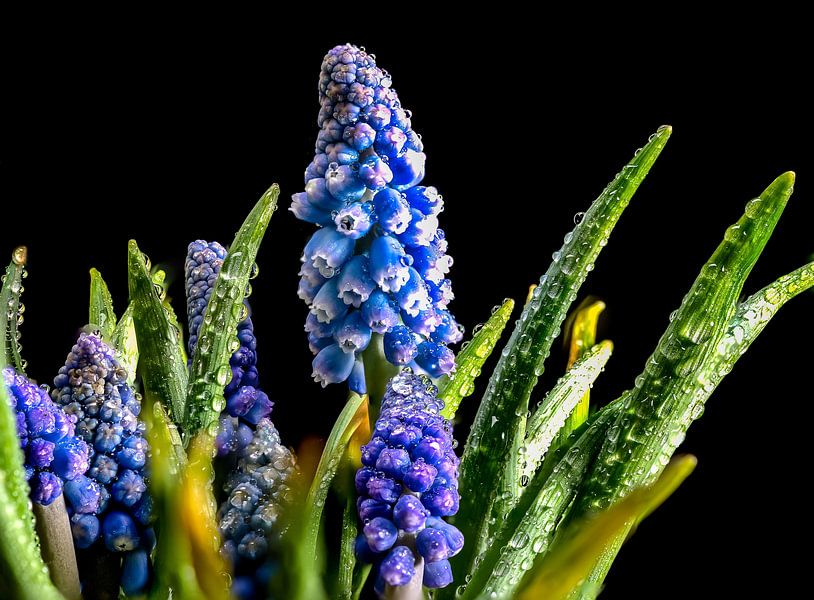 Traubenhyazinthen von Adriaan Westra