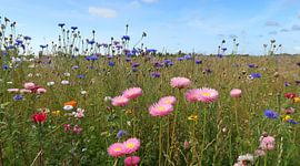 Sommerwiese von Bo Valentino