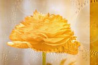 Buttercup by Jacky thumbnail