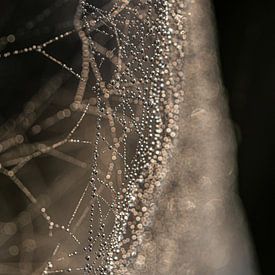 Spinnenweb in ochtendauw. van Nico Boersma