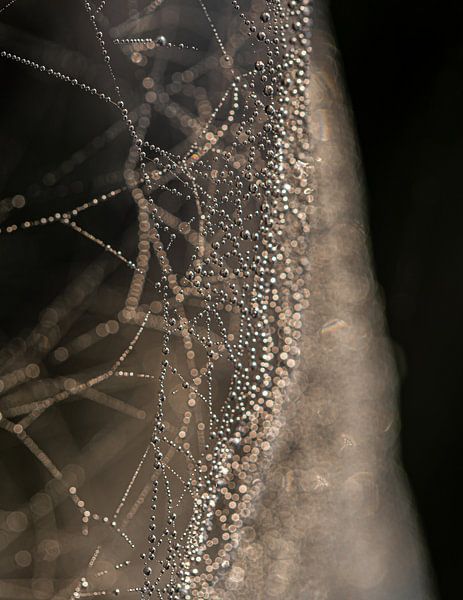 Spider web in morning dew. by Nico Boersma