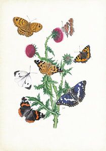 Nickende Distel mit Schmetterlingen von Jasper de Ruiter