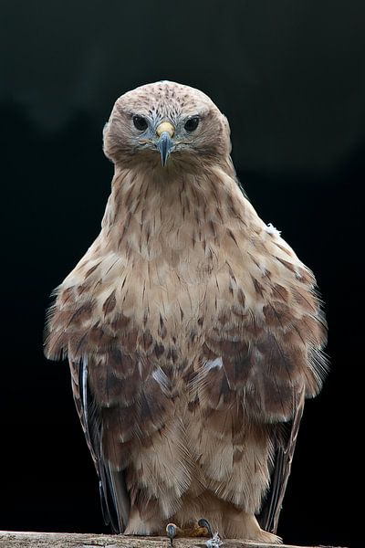 Buse chauve par Jos Verhoeven