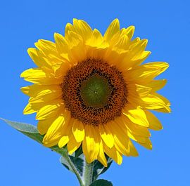 Close up van een bloeiende zonnebloem tegen een blauwe lucht van Eye on You