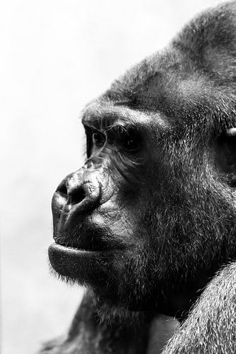 Gorilla zwartwit portret