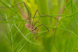 Les moissonneurs - Opilio canestrinii sur Moetwil en van Dijk - Fotografie
