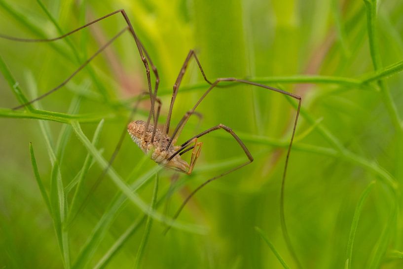 Harvestmen - Opilio canestrinii by Moetwil en van Dijk - Fotografie