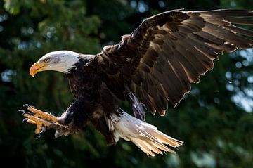 American Sea Eagle by Adriaan Westra