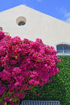 Pink blossom in Lisbon by StudioMaria.nl