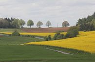 Koolzaadvelden in de Ardennen von Rob Hendriks Miniaturansicht
