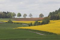 Koolzaadvelden in de Ardennen
