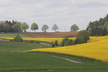 Koolzaadvelden in de Ardennen