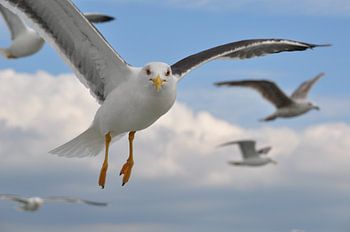Les mouettes au-dessus de Texel