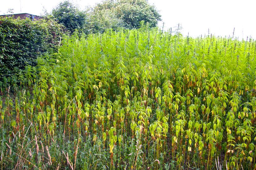 cannabis sativa by Azucena Kouwenhoven