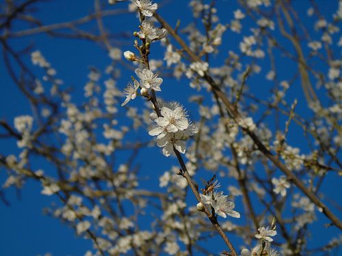 witte bloesem blauwe lucht